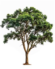 Obraz premium A single mahogany tree with vibrant green leaves is isolated against a white backdrop