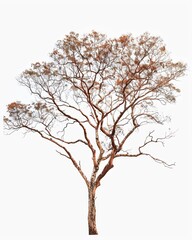 Fototapeta premium A solitary Makore tree with its branches reaching towards the sky