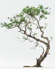 Fototapeta premium One Ramin tree alone on white, with elegant branches