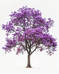 Obraz premium A vibrant purpleheart tree stands alone against a clean white backdrop