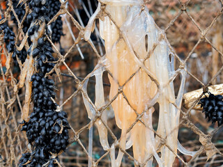 Strands of squid and cuttlefish eggs caught on crab and lobster pots stacked along the Cobb wharf at Lyme Regis in Dorset