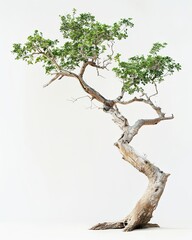 Fototapeta premium A Teak tree, gracefully posing against a white backdrop