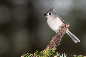 Tufted Titmouse Perched Delicately on a Slender Branch