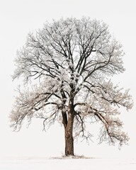 A single, bare-branched White Ash tree stands in a snowy field against a white background