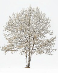 One birch tree in white bloom stands alone on white