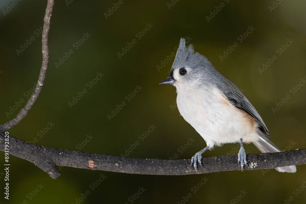 Sticker Tufted Titmouse Perched on a Slender Tree Branch