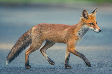 Rotfuchs in der Goldenen Stunde in Berlin