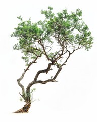 Fototapeta premium A single tree with twisted branches and bright green leaves on white background