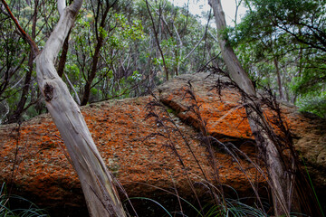 The Castle Walking Track, Budawang National Park, New South Wales, Australia