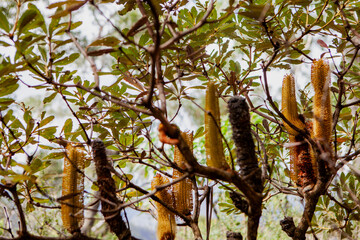 Marsh or Swamp Banksia (Banksia paludosa), Budawang National Park, New South Wales, Australia