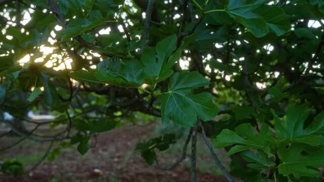 Close-up of fig tree leaves in an outdoor setting in southern italy, specifically puglia, showcasing the vibrant green foliage at sunrise.