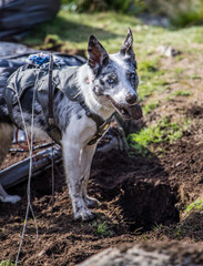 Naklejka premium A close-up of the head of a very dirty Boarder Collie dog with dirt all over its nose and mouth after digging dirt