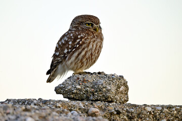 Steinkauz (Athene noctua) sitzt auf einem Stein // Little owl (Athene noctua)  - Milos, Greece