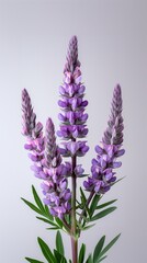 Fototapeta premium California Wildflowers