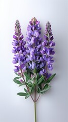 Naklejka premium California Wildflowers