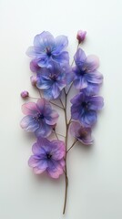 California Wildflowers