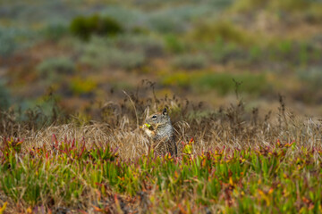 A ground squirrel eating ice plant.