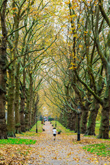 London, UK - Trees in a park in autumn