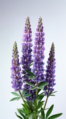 Fototapeta premium California Wildflowers