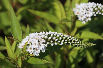Sweden. Lysimachia is a genus consisting of 193 accepted species of flowering plants traditionally...