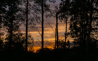 Woods outside Neshkoro, Wisconsin, USA, taken at sunset in Summer of July 2024 with blue skies and fireworks in the background.
