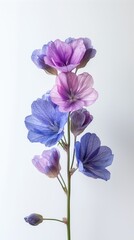 California Wildflowers