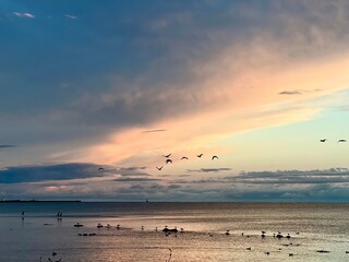 Sunset on the sea with birds
