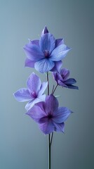 California Wildflowers