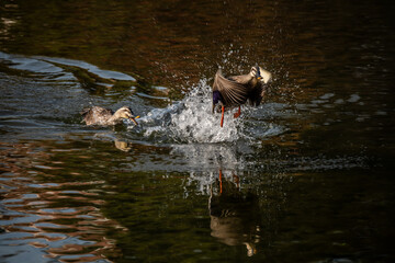 Fototapeta premium dog in water