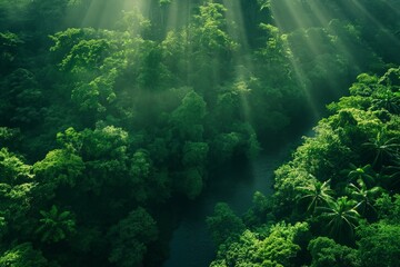 Scenic rainforest with sunlight piercing through lush greenery and fog, creating a tranquil woodland scene.