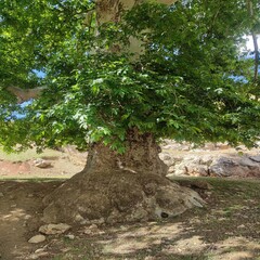 Old plane tree in the forest