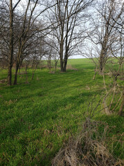 trees in the field