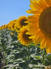 sunflowers,sunflower on the field