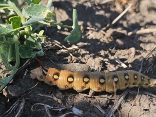 caterpillar on a leaf