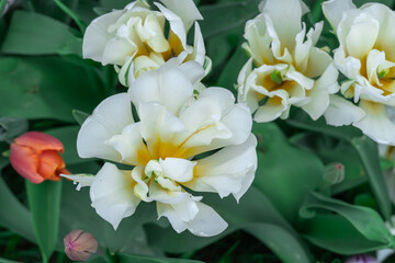 White flowers tulips blossom in river embankment. Bulbous ornamental tulipa plants of liliaceae family grow on flowerbed. Floral petals bloom. Flower white carpet from buds. Landscaping parks.