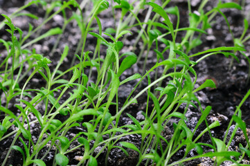 Close-up of flower seedlings growing in fertile soil in a garden.