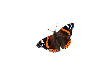 Admiral (Vanessa atalanta), freigestellt
