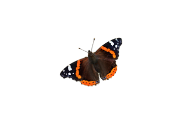Admiral (Vanessa atalanta), freigestellt