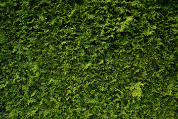 Green ivy plant wall.