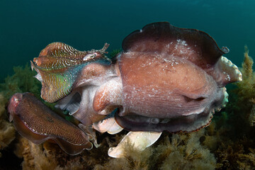 Australian Giant Cuttlefish