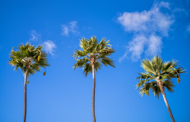 Obraz premium Three Date Palm Trees Under Blue Sky with Cirrus Clouds.