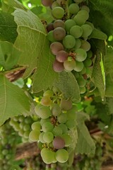 grapes on vine