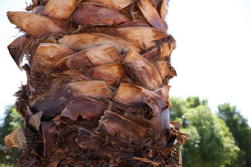 close up of a palm tree's bark, pseudo bark, tropical plant