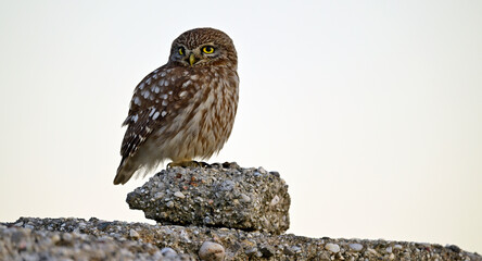 Steinkauz (Athene noctua) sitzt auf einem Stein // Little owl (Athene noctua)  - Milos, Greece