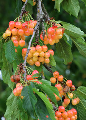 On a tree branch, ripe berries sweet cherry (Prunus avium)