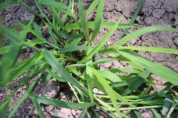 In the field, like a weed, grows Digitaria sanguinalis