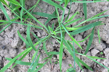 In the field, like a weed, grows Digitaria sanguinalis