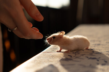 Cute white Syrian hamster portrait. High quality photo
