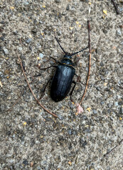 Leather longhorn beetle in the city park in Blachownia near Czestochowa in Poland