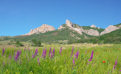Fototapeta premium Mountain peak and wildflowers on green meadow. Nature landscape.